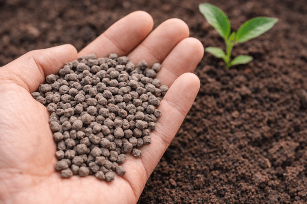 Agricultor aplicando abono orgánico en plantación de cacao
