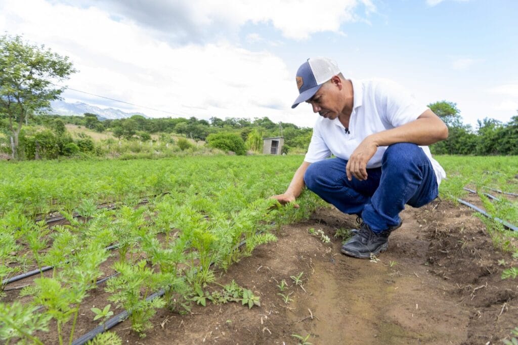 Agricultor sembrando cacao con abonos orgánicos en Tingo María